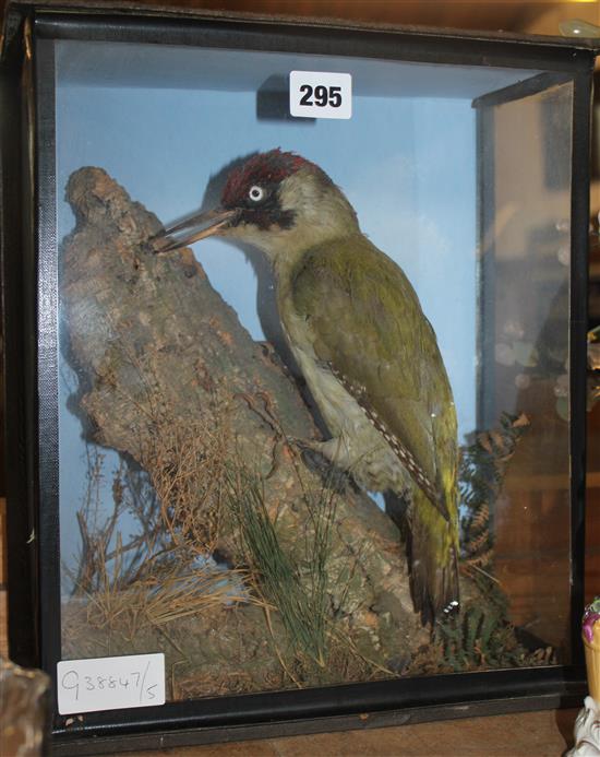 Cased green woodpecker